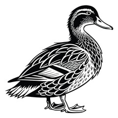 Duck Isolated of Standing Duck, Black and White Bird