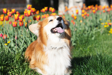 corgi dog on a background of tulips