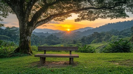 Fototapeta premium Bench overlooking a lush sundrenched landscape