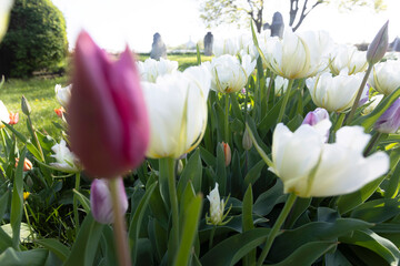 plant background from tulips