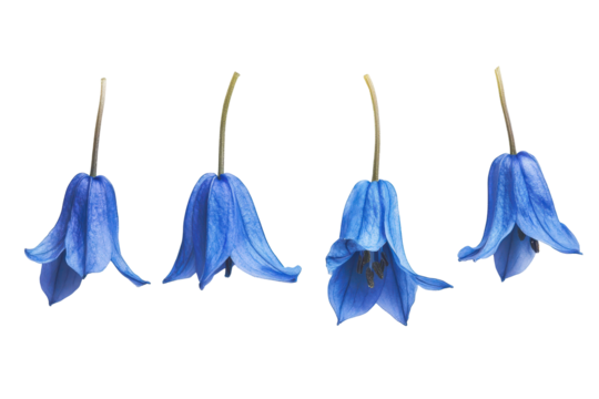 Bluebell flower with dried pressed petals isolated on white for nature inspired prints or craft designs