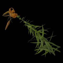 The Latin name of this plant is: Lilium lancifolium

This image was photographed and rendered by Anydrafts.