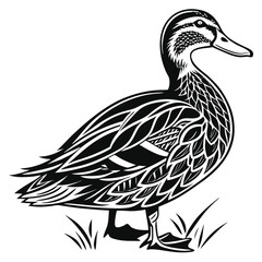 Elegant Black and White Duck Standing in Grass Element