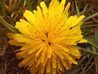 Close up of a yellow dandelion flower macro shot photography ants in the flower sunny day green grass nature inspirational natural floral spring or summer background backdrop beautiful wallpaper