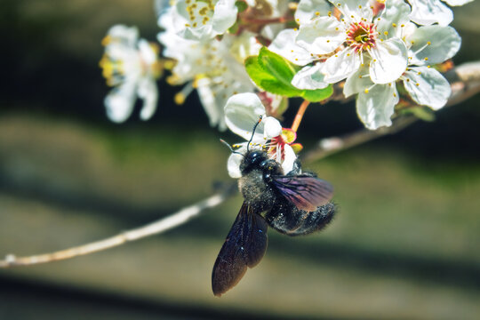 Common carpenter bee (Xylocopa valga), Nectar-collecting bee on a branch of a flowering mirabalan. Crimea