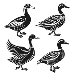 Ducks Silhouette Collection Black and White Illustrations of Mallard, Detailed Designs