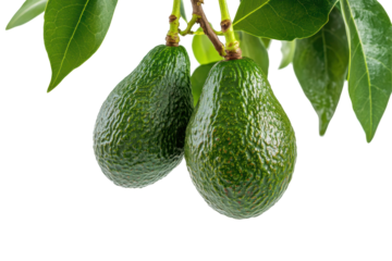 Botanical avocado branch isolated on white background ideal for farm fresh designs or plant themed graphics