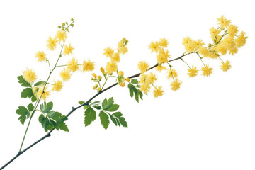 Transparent mimosa flowers PNG image in bright yellow tones ideal for digital art and invitations
