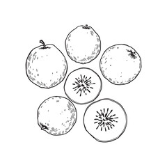 Feijoa fruit hand drawn vector illustration design