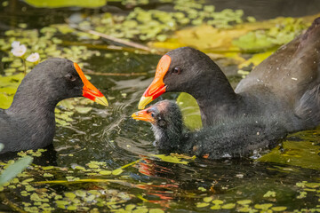 A cute young Dusky moorhen surrounded by its parents with their red frontal shields in the floating vegetation in a river in Robina on the Gold Coast in Queensland, Australia.