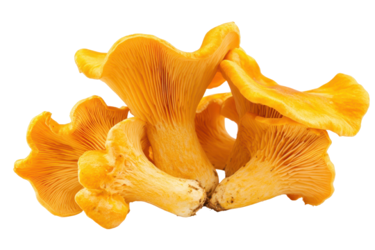 Chanterelle mushroom PNG image with transparent background perfect for recipe design and wild food illustrations