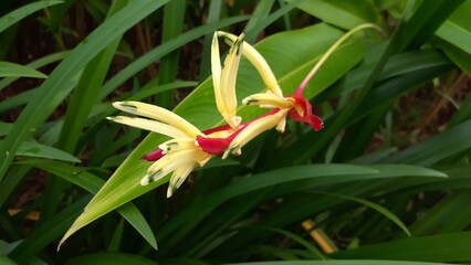 Beautiful Heliconia psittacorum (Heliconia psittacorum webus) flower in the garden. Also known as parrot's beak, parakeet flower, parrot's flower, parrot's plantain, false bird-of-paradise.