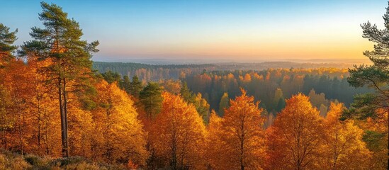 Autumn sunrise, forest panorama, misty valley