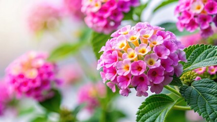 Vibrant pink lantana camara flowers in full bloom against a soft white background, botanical, pink,  botanical