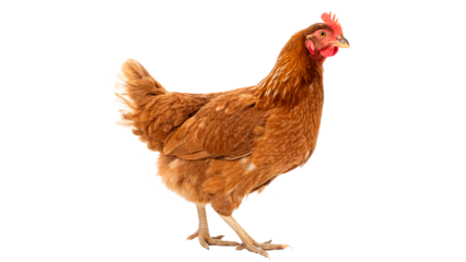 Full body of brown chicken hen standing isolated transparent background