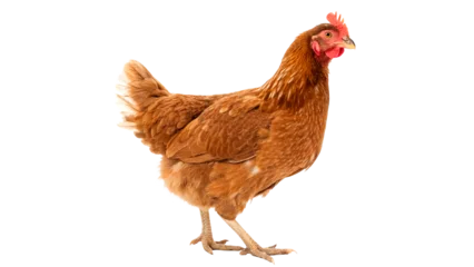 Selbstklebende Fototapeten Full body of brown chicken hen standing isolated transparent background © Hanna
