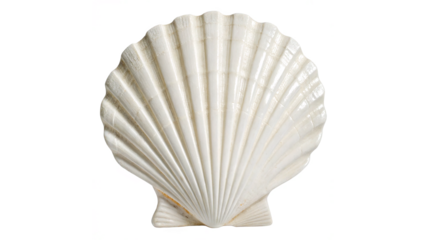 White elegant sea jacobean scallop shel isolated on transparent background