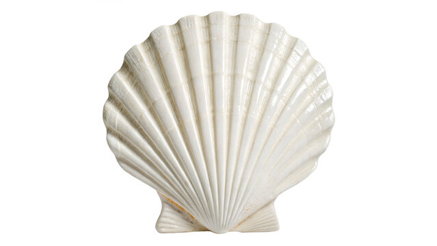 White elegant sea jacobean scallop shel isolated on transparent background