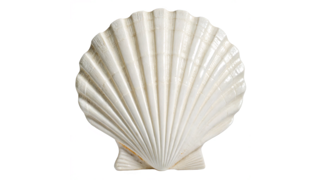 White elegant sea jacobean scallop shel isolated on transparent background