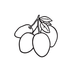 Green Mangoes Cluster on Branch Ready for Harvest