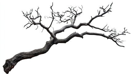 Obraz premium Dead Tree Branch with Isolated, Natures Art, and Winter.