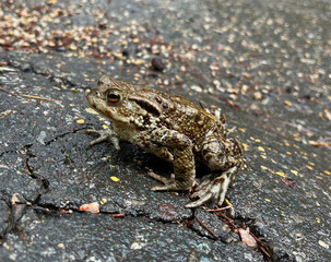Frog on a rainy day