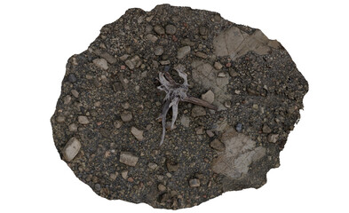 Circular, top-down view of a patch of ground with various sized rocks and a piece of driftwood