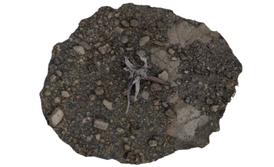 Circular, top-down view of a patch of ground with various sized rocks and a piece of driftwood
