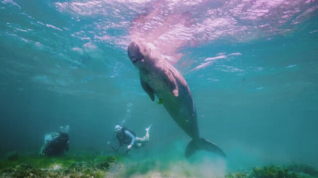 Wild Dugong (Mermaid): Peaceful Underwater Ascent Near Divers in Clear Tropical Sea