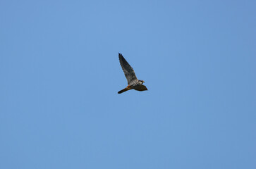 A migrating Hobby, Falco subbuteo, hawking for insects flying in the blue sky.