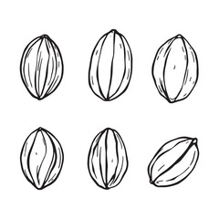 Hand Drawn Cacao Beans Outline in Minimalistic Style
