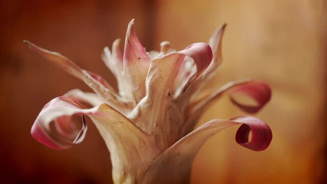 Dead flower head in extreme close up stock footage