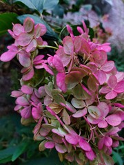 Close-up of pink flowers with a beetle