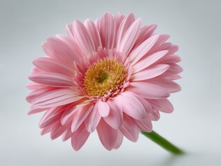 Pink gerbera daisy flower isolated on white background