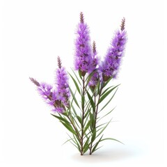 Fototapeta premium Vibrant purple wildflowers in a studio shot.