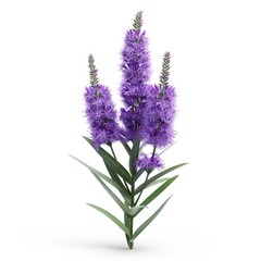 Obraz premium Purple flowers with spiky clusters and long, slender leaves.