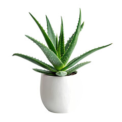 Fototapeta premium Aloe Vera Plant in White Pot Succulent Care Houseplant Indoor Gardening isolated on transparent background