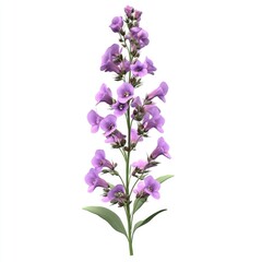 Fototapeta premium Showy lavender flowers atop a slender stem.