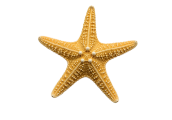 starfish isolated on transparent background