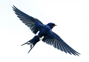 Fototapeta premium Barn swallow flying with wings spread on white background