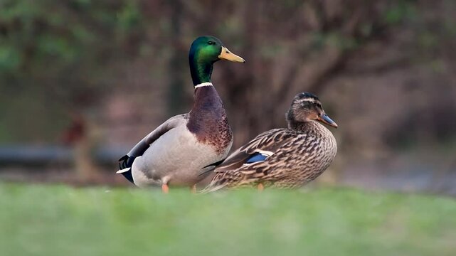 Groupe de canards colverts m&acirc;les et femelles (Anas platyrhynchos) au bord de l'eau &ndash; sc&egrave;ne de nature en libert&eacute;