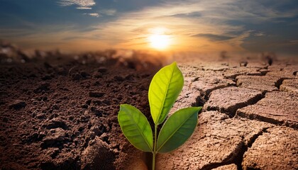 A green plant sprout grows from cracked, dry soil under a bright sunrise, symbolizing hope and renewal in harsh conditions.