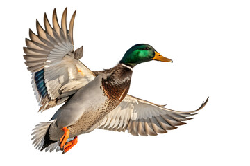 Obraz premium Flying Mallard Duck in Mid-Flight – Detailed Wildlife Photography on White Background with Natural Lighting