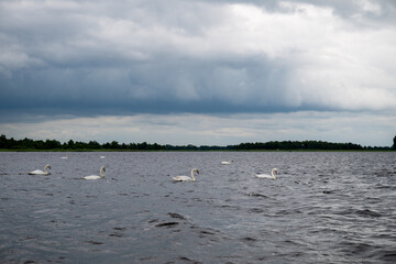 White swans swimming in the lake in the early morning