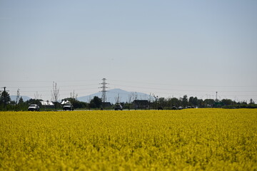 rzepak żółty pola rzepaku kwitnie wiosna krajobraz