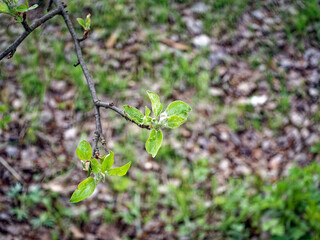 Young leaves blooming on a tree in spring
