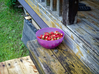 Plastic bowl with strawberries on the doorstep of a rural house