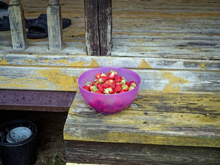 Plastic bowl with strawberries on the doorstep of a rural house