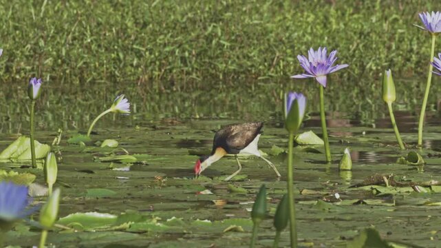 A comb crested jacana or lilytrotter walks over lily pads, stopping at times to look around carefully, and fluffing its wings in its search for food at Arundel Wetlands on the Gold Coast, Australia.