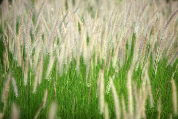 Fototapeta premium Lush Field of Tall Grassy Plumes Swaying in Gentle Breeze